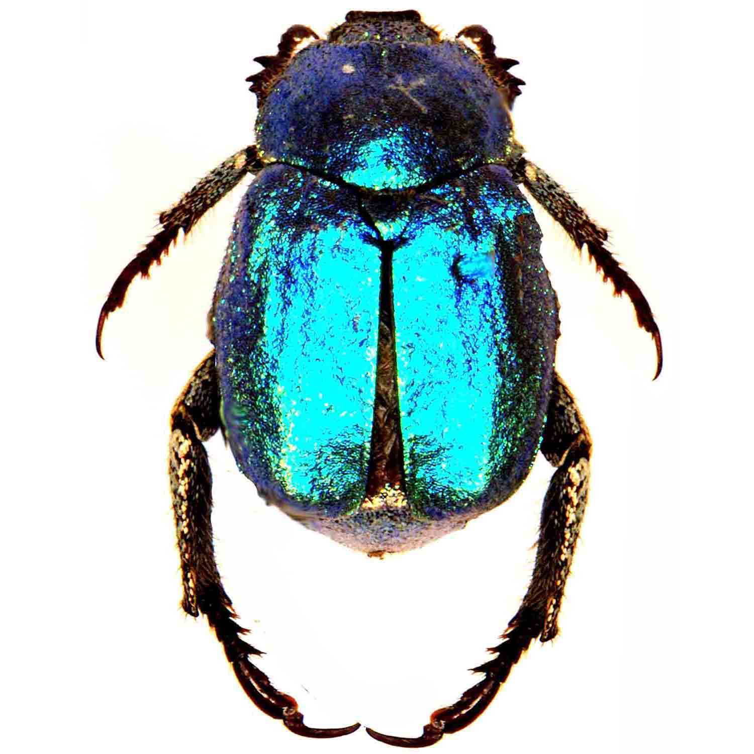 L'Arca di Noè - Hoplia coerulea Insect Coleopter Scarab Shining